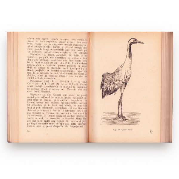 C. Rosetti-Bălănescu, Păsările vânătorului, două volume, 1956-1957 