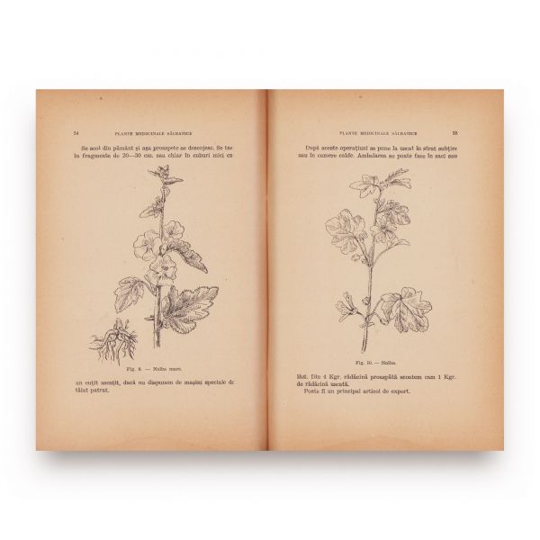 Aurel Răuță, Plantele medicinale românești