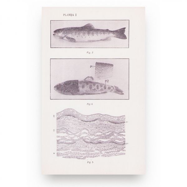 Pârvescu Octavian, Cercetări asupra pigmentației melanice la păstrăvul de munte, 1936, cu dedicație