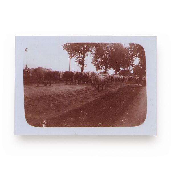 Peisaje din Bucovina, șapte cărți poștale, 1917 