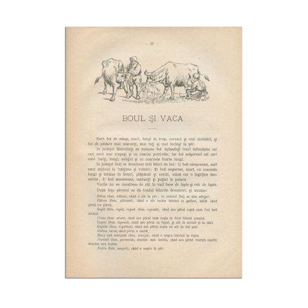 Frédéric Damé, Încercare de terminologie populară română, 1898, colligat cu Nouveau Dictionaire Roumain-Français, 1900