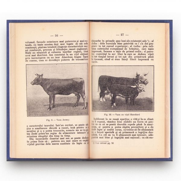 Eduard Grant, Vitele de rasă bovină importate