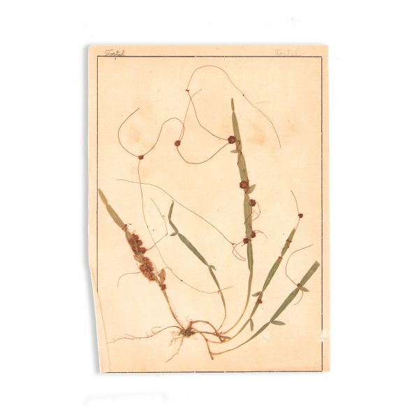 Dr. Alex. Borza, Ierbar pentru clasa a II-a secundară