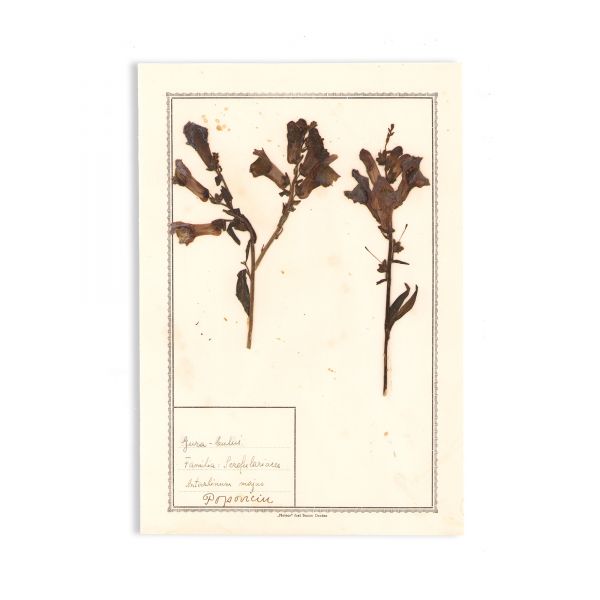 Dr. Alex. Borza, Ierbar pentru clasa a II-a secundară