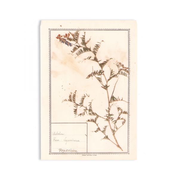 Dr. Alex. Borza, Ierbar pentru clasa a II-a secundară