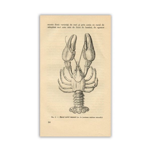 Madeleine Brebu, Bucătăria în timp de război + Paul Dimitriu, Albert Klaus, Racul, 1934