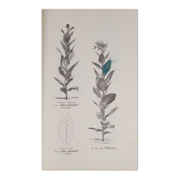 Dima I. Gavriliu, Tutunul, 1927