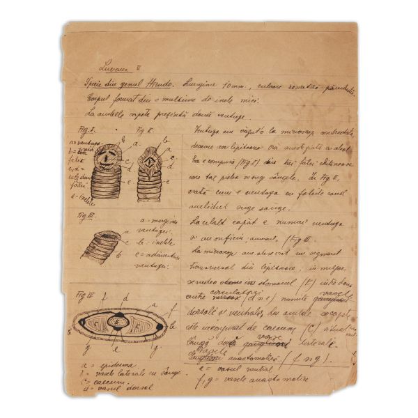 Mircea Eliade, patru lucrări de biologie, cu desene, 1920 - 1921