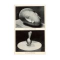 Publicația „Horizon”, vol. XIX, martie 1949, cu reproduceri după lucrările lui C. Brâncuși