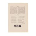 Publicația „Luceafărul”, 7 numere, 1908-1919, cu reproduceri după lucrările lui C. Brâncuși