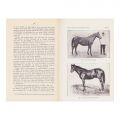 N. Filip, G. Manolescu, Studii despre animalele domestice din România, 1912