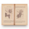 Athanasie Bulencea, Manual de viticultură, 1947