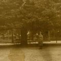 Teiul lui Eminescu, fotografie tip carte poștală
