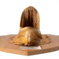 Știucă de 1,15 m și 12,5 kg - Trofeu de pescuit