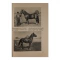 Revista științelor veterinare, anul X, iunie 1929, număr festiv