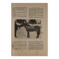 Revista științelor veterinare, anul X, iunie 1929, număr festiv