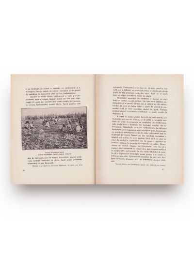 Ing. N. Greceanu, Problema zahărului în România, 1935, cu dedicație 