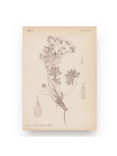 Materiale pentru studierea faunei afidelor din România, 1908 + Contribuție la flora Bucegilor, 1907