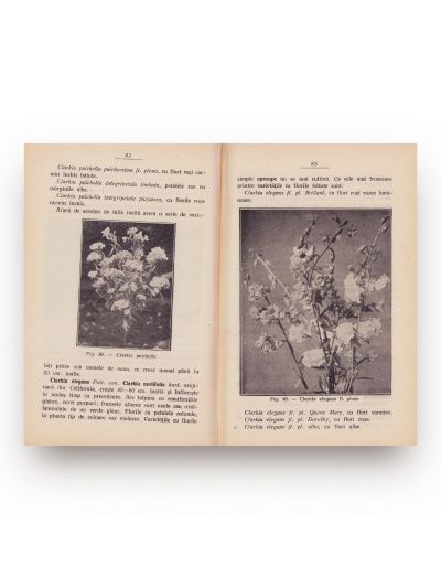 Nicolae Iacobi, Flori anuale și bianuale, 1932