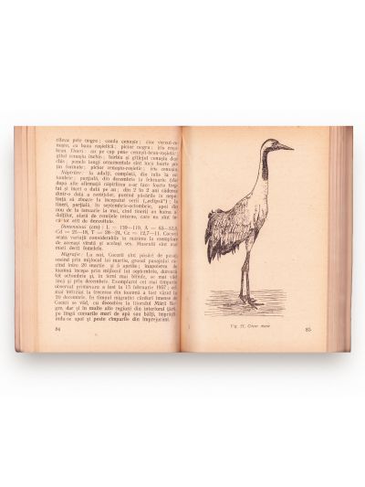 C. Rosetti-Bălănescu, Păsările vânătorului, două volume, 1956-1957 