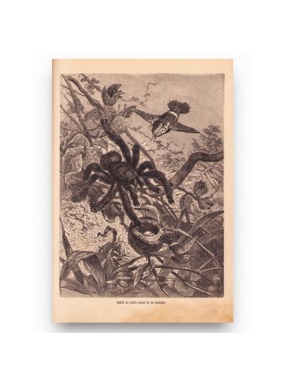Publicația „Albina Carpaților”, Anul I-II, 1877-1878