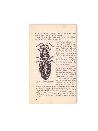 Două volume despre creșterea albinelor, 1956-1957 + carnet de membru al Asociației Crescătorilor de Albine