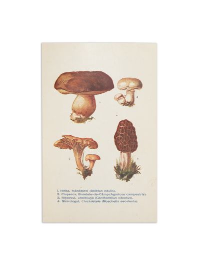 Dr. Cornelia Kernbach, Noțiuni de medicină și farmacie populară, 1912