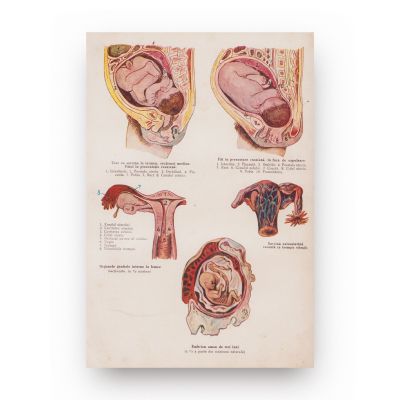 Dr. N. Gingold, Sănătatea în familie - Sfătuitor și informator medical popular