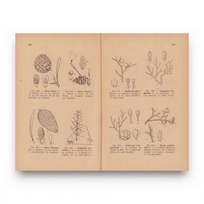 Marcel Brândză, Flora ilustrată a plantelor lemnoase din România, 1934