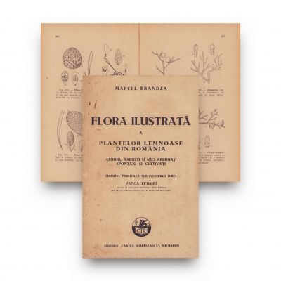 Marcel Brândză, Flora ilustrată a plantelor lemnoase din România, 1934