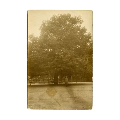 Teiul lui Eminescu, fotografie tip carte poștală