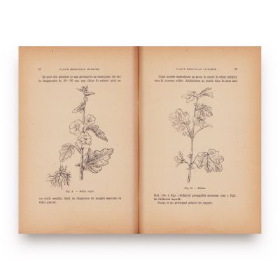 Aurel Răuță, Plantele medicinale românești