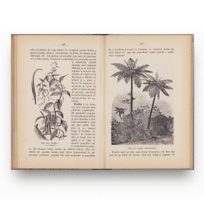 Const. Kirițescu și A. Popovici-Bâznoșanu, Botanică pentru clasa a II-a secundară, 1914