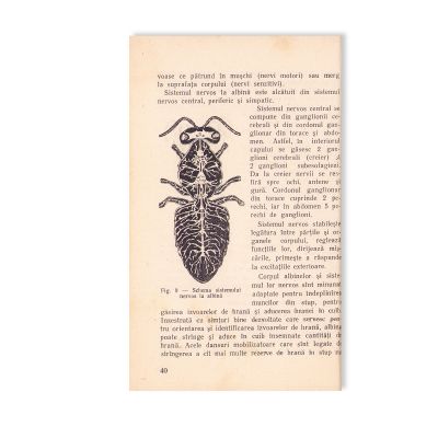 Două volume despre creșterea albinelor, 1956-1957 + carnet de membru al Asociației Crescătorilor de Albine
