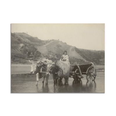 Țărancă în carul cu boi, fotografie realizată de Alexandru Bellu