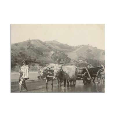 Țărancă cu boii pe râu, fotografie realizată de Alexandru Bellu