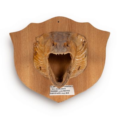 Știucă de 1,15 m și 12,5 kg - Trofeu de pescuit