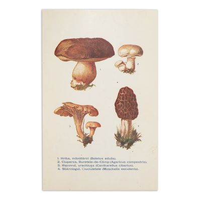 Dr. Cornelia Kernbach, Noțiuni de medicină și farmacie populară, 1912